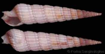Churea