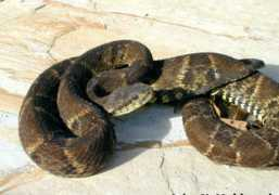 itsnature.org Chuska