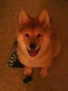 dogbreedinfo.com Chusky