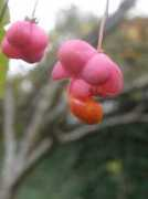 Chutera