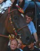 ilpalio.org Cianchino