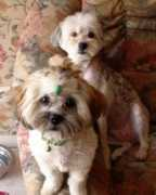 shihtzu.free.fr Cibella