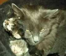 moggies.co.uk Ciboulette