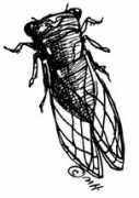 Cicada