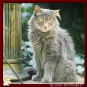 lnx.micimiao.it Ciccione
