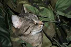 bushcraft-portal.sk Cicina