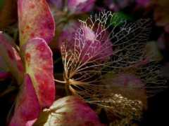 Ciclos