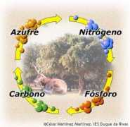 Ciclos