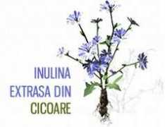 femina.rol.ro Cicoare