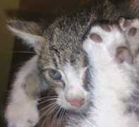 Cicus