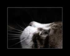 Cicus