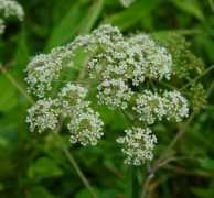 missouriplants.com Cicuta