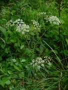 missouriplants.com Cicuta