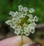 missouriplants.com Cicuta