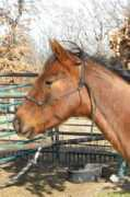 blazesequinerescue.com Cidar