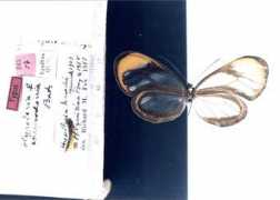 butterfliesofamerica.com Cidonia