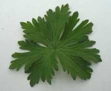 marksgardenplants.com Cielto