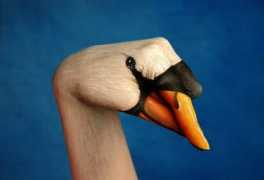 glogster.com Cigno