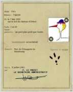 Cigon