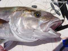 deepfishing.com Cihancan