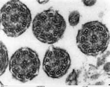 Cilia