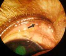 oog-dierenarts.be Cilien