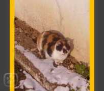 miciny.cz Cilika