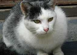 Cilike