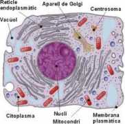aula2005.com Cilis