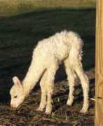 acalpacas.com Cimarra