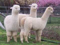 acalpacas.com Cimarra