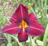 kenefickdaylilys.com Cimarron