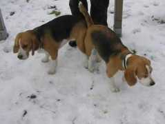 seidendorf-beagles.de Cimberly