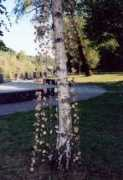 donnedelbosco.it Cimenti