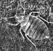 Cimex