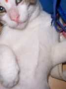 Cimol