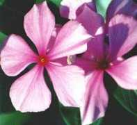 wildflowers.jdcc.edu Cinal