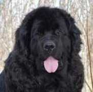 newfoundlanddog.ca Cinali