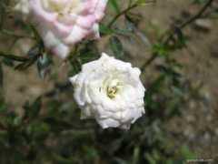 garten-de.com Cinderela