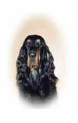 gordonsetters.com Cinead