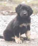 Cinga