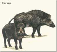 Cinghiale