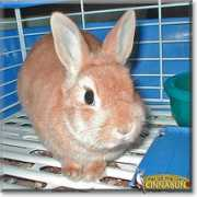 Cinnabun