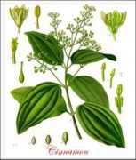 Cinnamon
