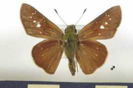 Cinnara
