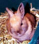 Cinni
