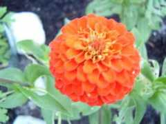 nagi.ee Cinnia