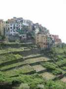 Cinque