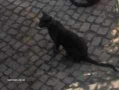 vivapets.com Cinza
