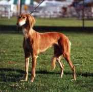 home.earthlink.net Cinzano